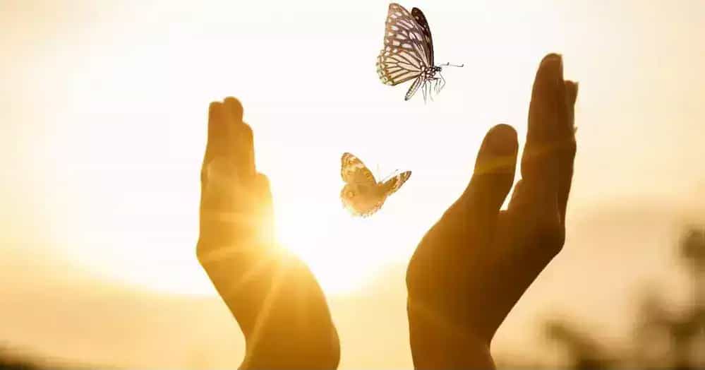 Photo of Hands Releasing Butterflies into Nature Flying Free 